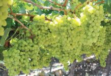 SA agriculture sector grapples with US tariff blow
