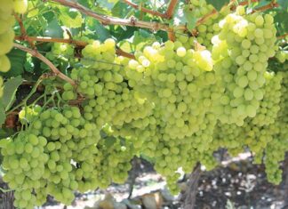 SA agriculture sector grapples with US tariff blow