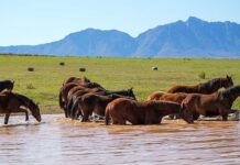 Breeding top racehorses