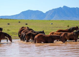Breeding top racehorses