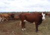 Second case of FMD confirmed in the Free State