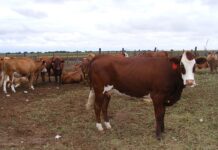 Second case of FMD confirmed in the Free State