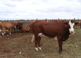 Second case of FMD confirmed in the Free State
