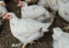 PIC injects R150 million more into embattled Daybreak Foods