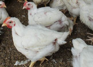 PIC injects R150 million more into embattled Daybreak Foods