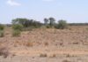 Minor economic growth in Zimbabwe as agricultural output shrinks