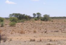 Minor economic growth in Zimbabwe as agricultural output shrinks