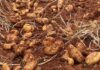 Tapping into the gluten-free trend could improve potato margins