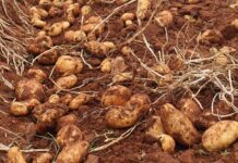 Tapping into the gluten-free trend could improve potato margins