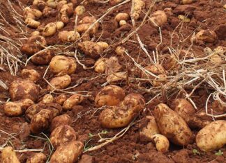 Tapping into the gluten-free trend could improve potato margins