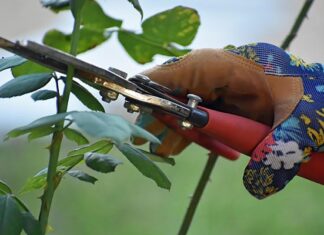 Tips and tricks for pruning roses