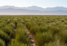 Global demand for rooibos grows