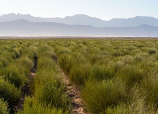 Global demand for rooibos grows
