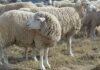 Stellenbosch University under investigation for alleged animal abuse