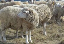 Stellenbosch University under investigation for alleged animal abuse