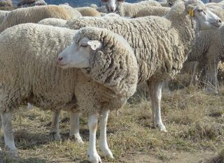 Stellenbosch University under investigation for alleged animal abuse