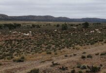 Extensive nationwide audit paints a real picture of land reform in SA