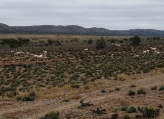 Extensive nationwide audit paints a real picture of land reform in SA