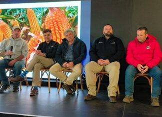 BASF’s latest fungicide set to transform maize disease management