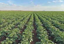 How top potato farmer optimises production