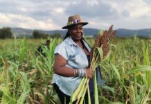 Reviving indigenous crops to support farmers and improve nutrition