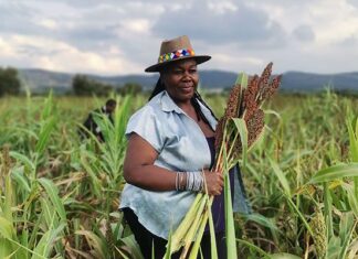 Reviving indigenous crops to support farmers and improve nutrition