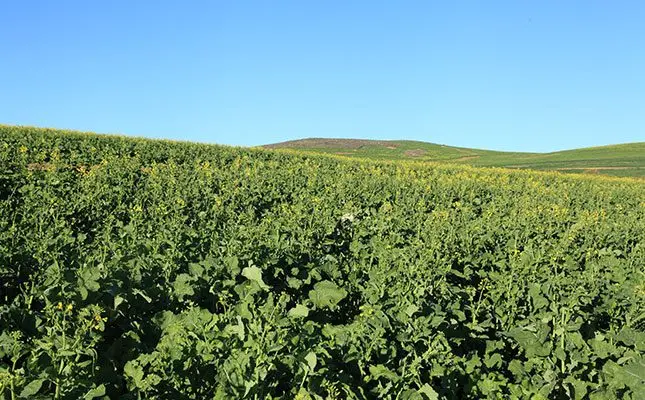 Global trends weigh on SA winter grains, oilseeds outlook