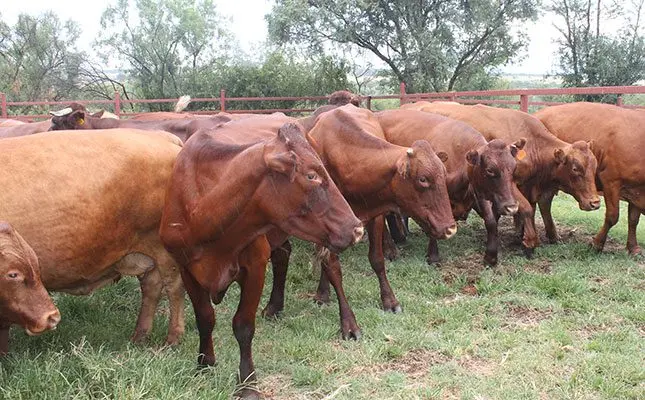 Focus on SA trade, but don’t forget biosecurity challenges
