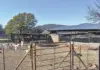 Boer goat farming: a simple recipe for prosperity