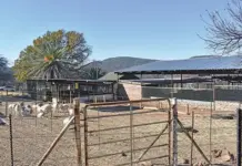 Boer goat farming: a simple recipe for prosperity