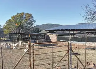 Boer goat farming: a simple recipe for prosperity