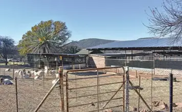 Boer goat farming: a simple recipe for prosperity
