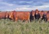 Thinking of farming Afrikaners? Here’s what you should know
