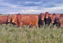 Thinking of farming Afrikaners? Here’s what you should know