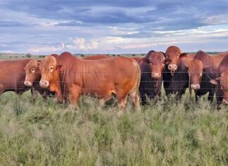 Thinking of farming Afrikaners? Here’s what you should know