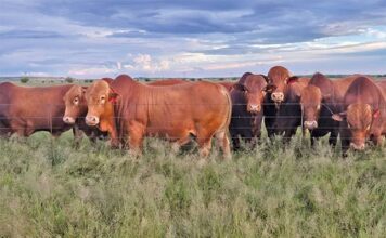 Thinking of farming Afrikaners? Here’s what you should know