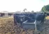 ‘Beef industry resilience hinges on animal health, biosecurity’ – Absa