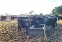 ‘Beef industry resilience hinges on animal health, biosecurity’ – Absa