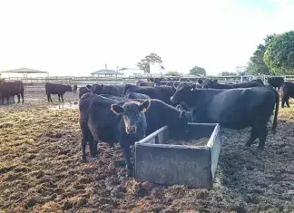 ‘Beef industry resilience hinges on animal health, biosecurity’ – Absa