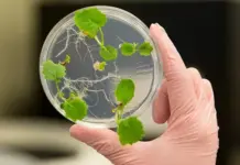 How biotech crops are created