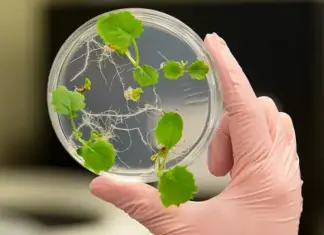 How biotech crops are created