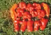 A fruity chilli species that deserves more recognition