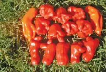 A fruity chilli species that deserves more recognition