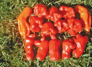 A fruity chilli species that deserves more recognition