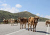 Kroonstad farmers frustrated over FMD quarantine enforcement