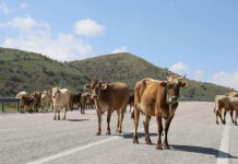 Kroonstad farmers frustrated over FMD quarantine enforcement