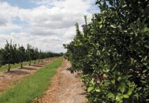 Agribusiness confidence down but still positive