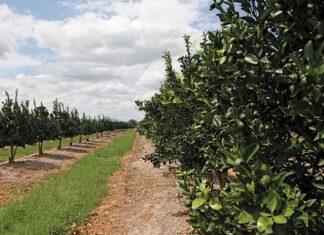 Agribusiness confidence down but still positive