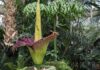 Unusual plants with strange names and how to grow them