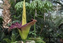 Unusual plants with strange names and how to grow them